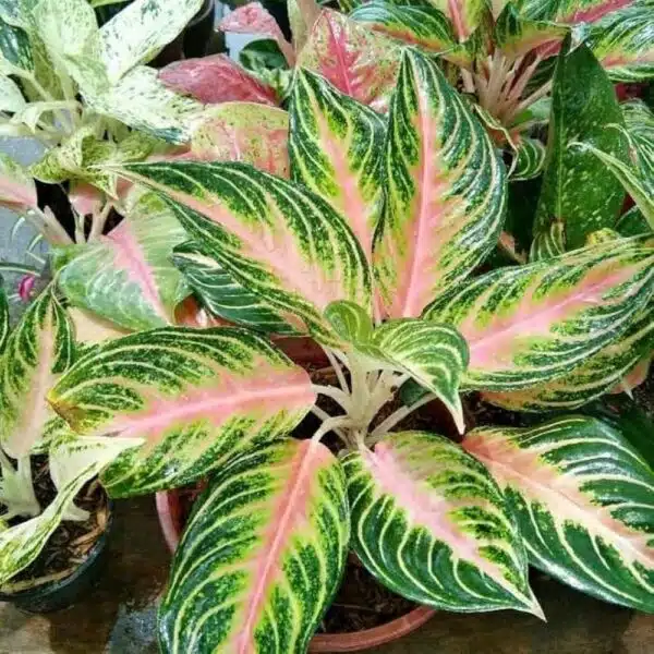 Aglaonema Pink Panama - Image 10