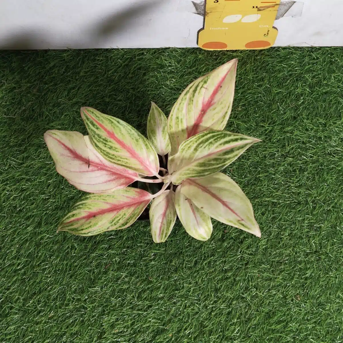 Aglaonema Pink Panama - Image 7