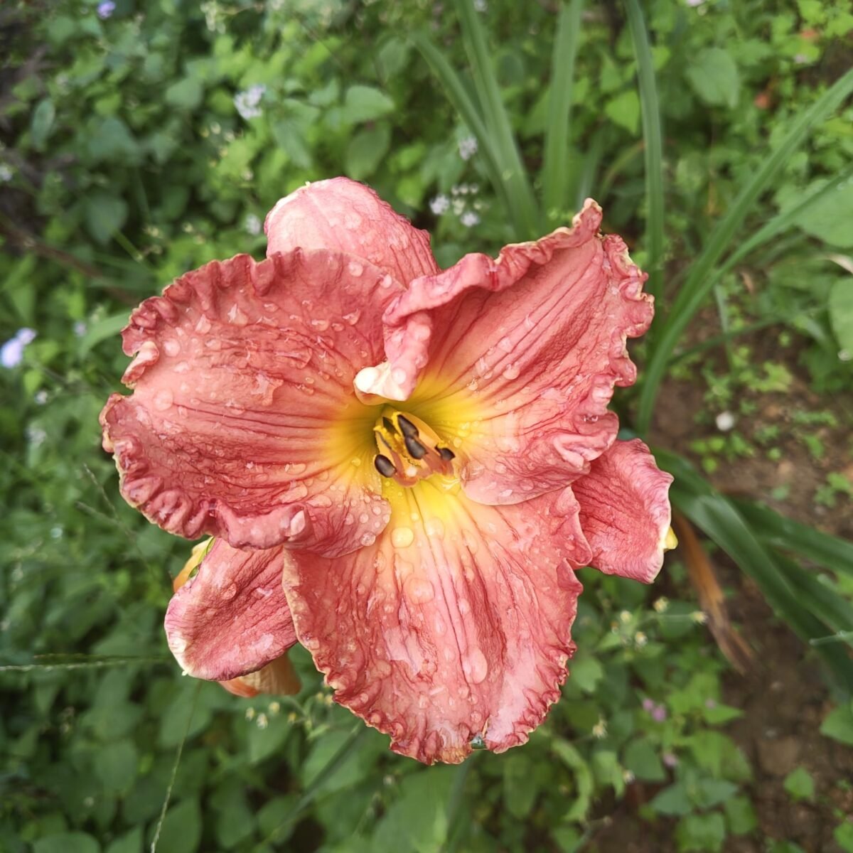 Hemerocallis ×hybrida (Day Lily) - Image 1