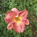Hemerocallis ×hybrida (Day Lily)