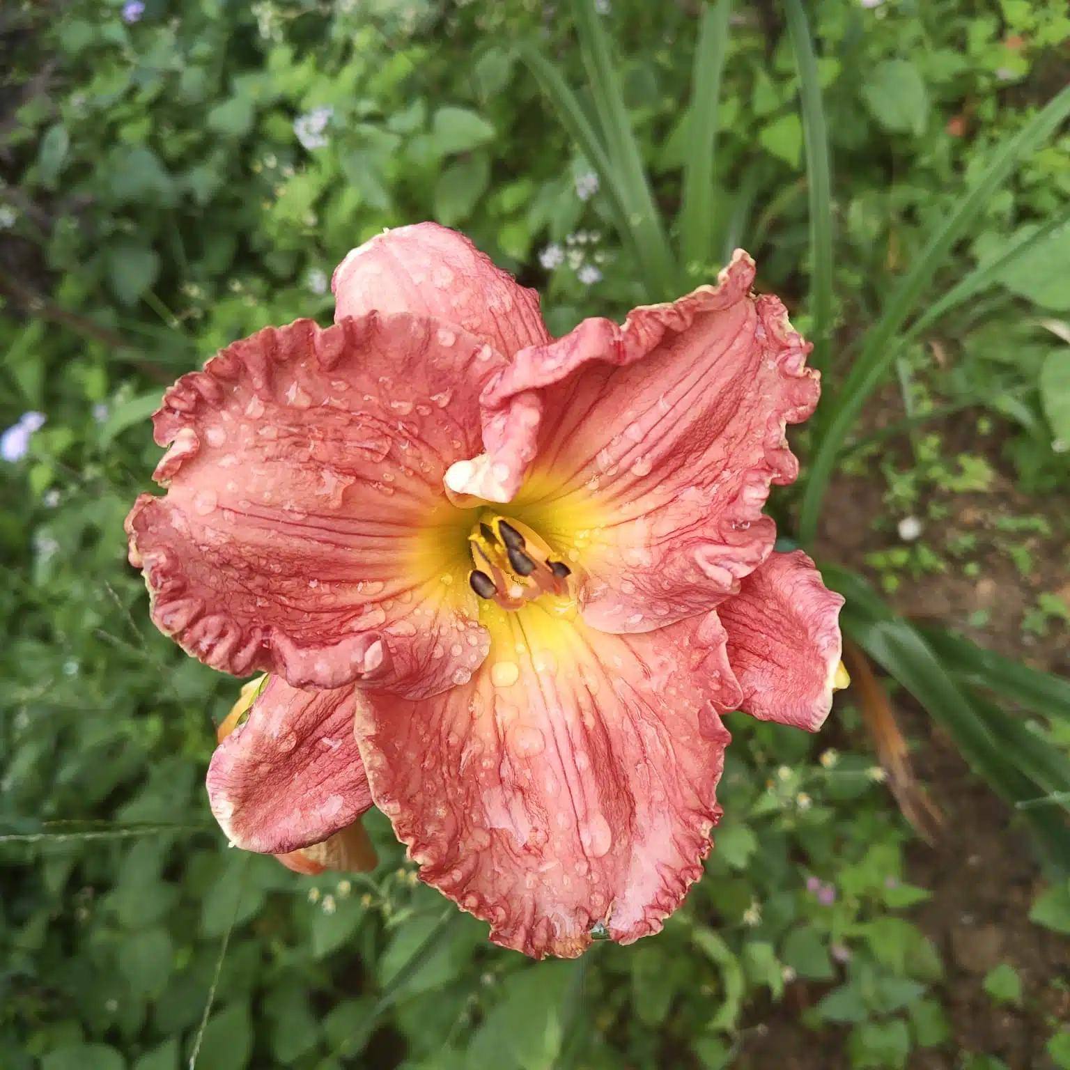 7acf671f-0b15-4ef0-93a6-ef0e74337df8 Hemerocallis ×hybrida (Day Lily) - Image 1