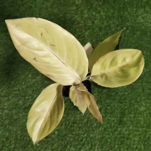 Aglaonema Yellow Majestic - Image 4