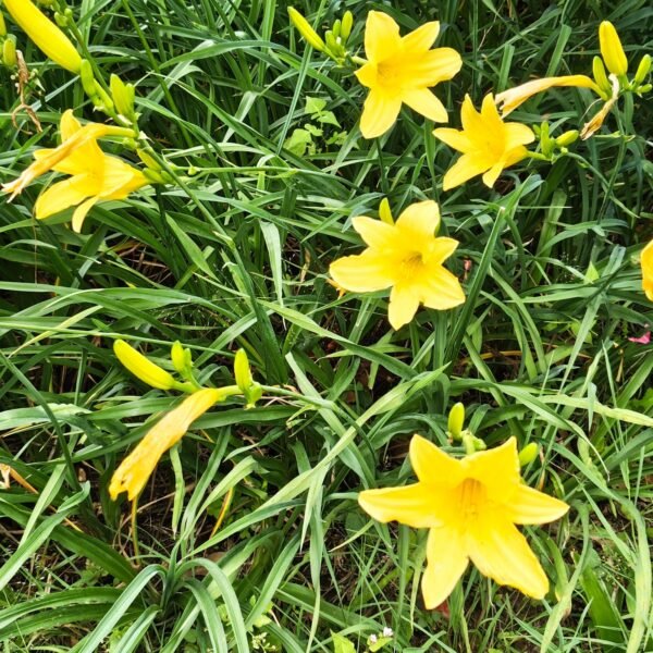 Hemerocallis 'Hyperion' highly fragrant - Image 2