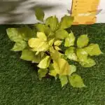 Radermachera Sinica Golden (China Doll)