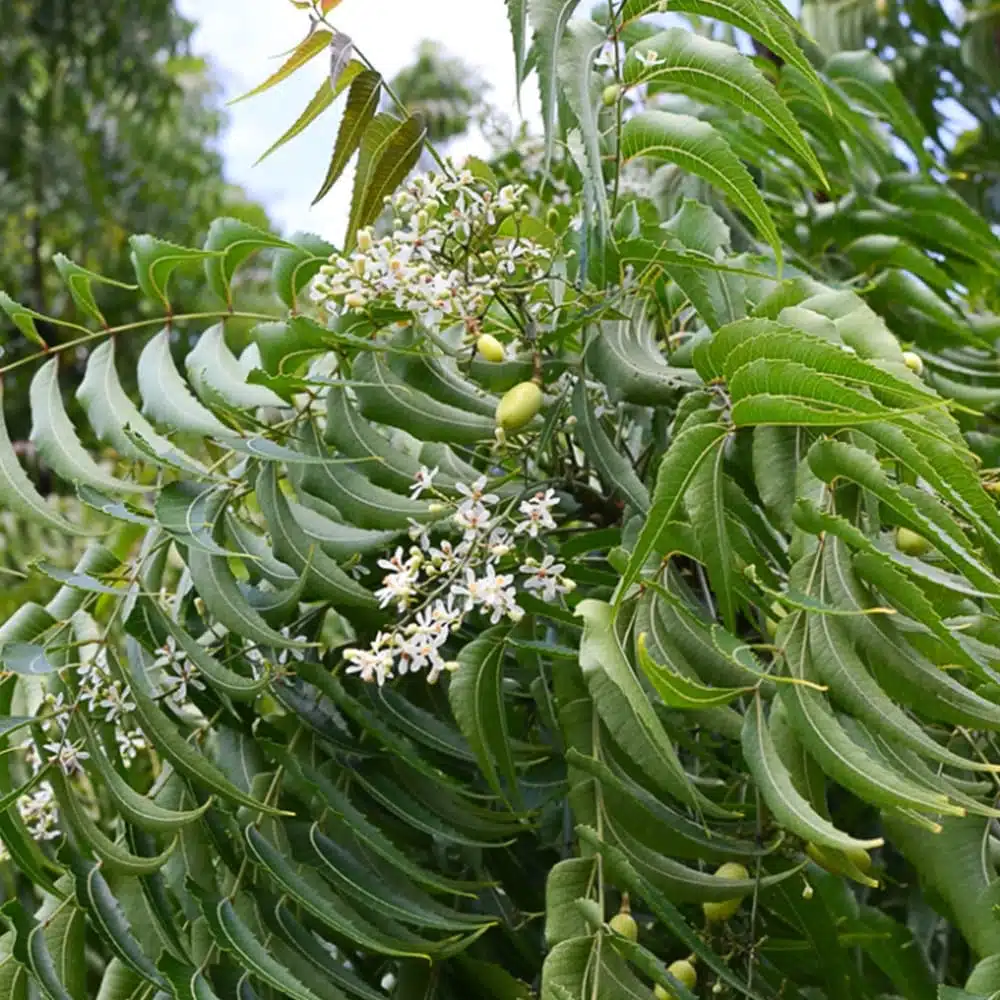 Neem Tree (Azadirachta Indica) - Image 2