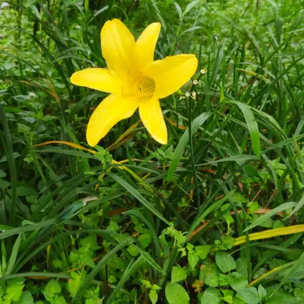 Hemerocallis lilioasphodelus (Lemon Day Lily tall Yellow) - Image 6