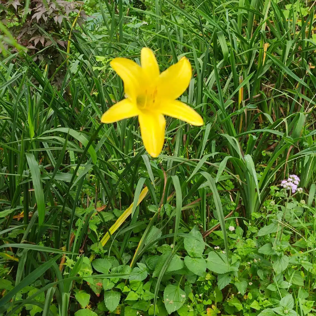 Hemerocallis lilioasphodelus (Lemon Day Lily tall Yellow) - PlantsHub