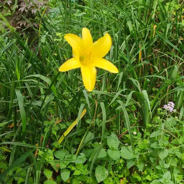 Hemerocallis lilioasphodelus (Lemon Day Lily tall Yellow) - Image 5