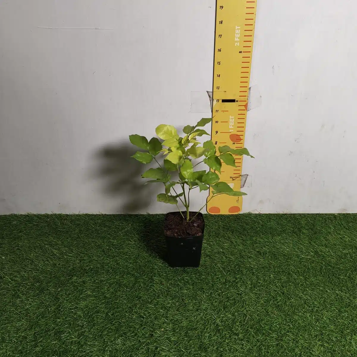 Radermachera Sinica Golden (China Doll) - Image 5