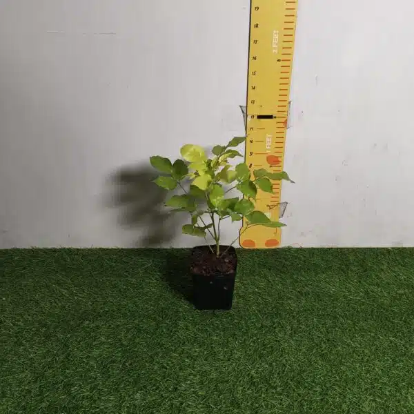 Radermachera Sinica Golden (China Doll) - Image 5