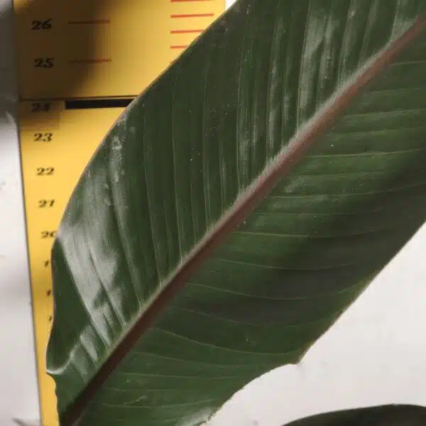 Bird of Paradise Orange (Strelitzia Reginae) XL Size Plant - Image 10