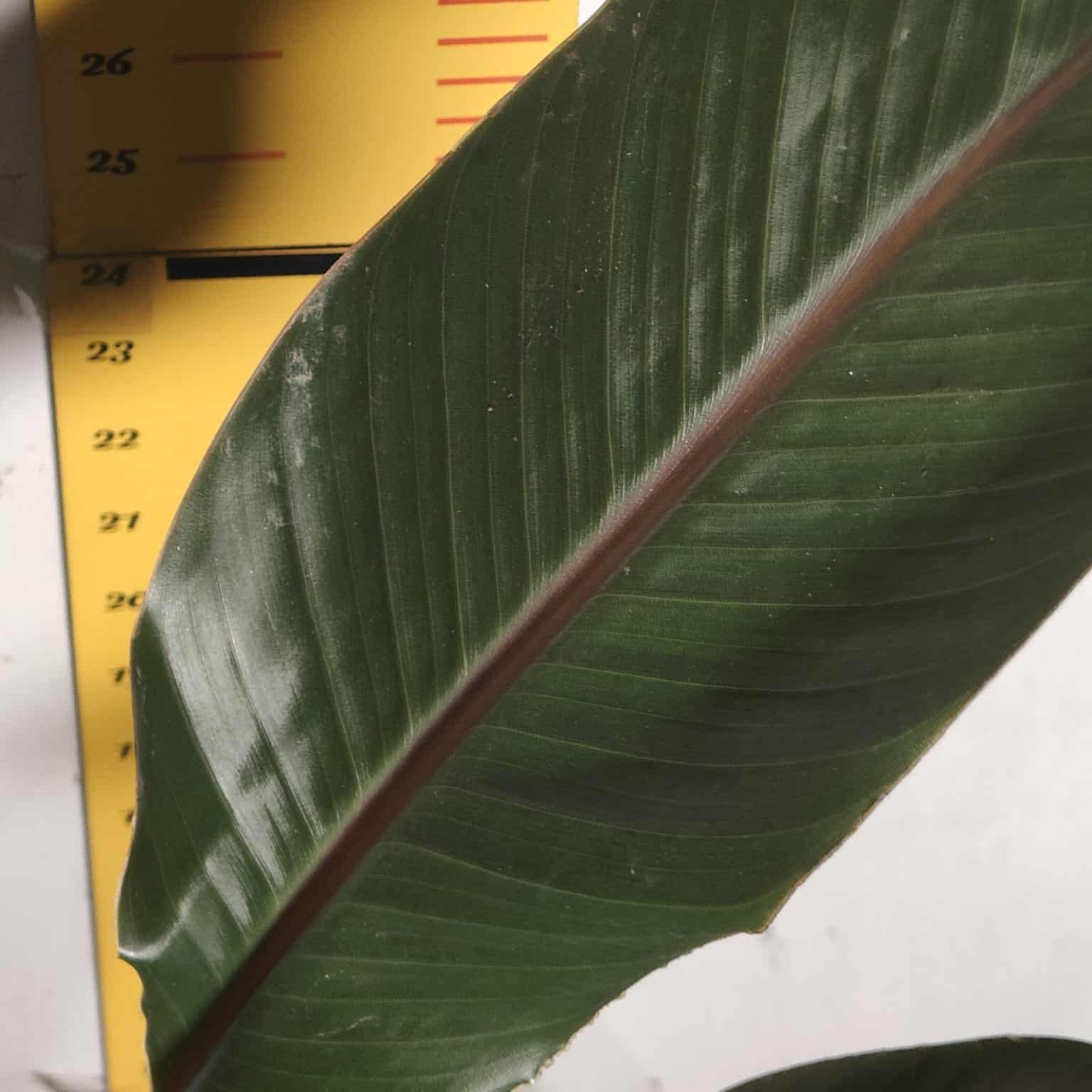 9fd8ba26-a50a-4866-bb25-1e130f5e6b05 Bird of Paradise Orange (Strelitzia Reginae) XL Size Plant - Image 10