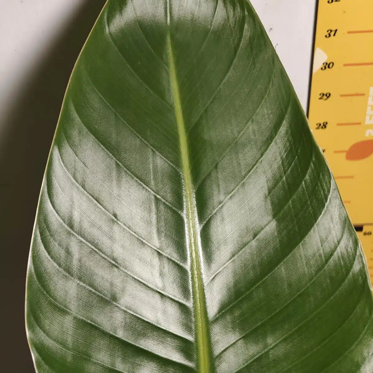 Bird of Paradise White (Strelitzia Nicolai) XL Size Plant - Image 12