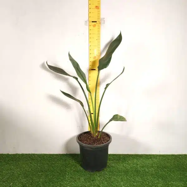 Bird of Paradise Orange (Strelitzia Reginae) XL Size Plant - Image 2