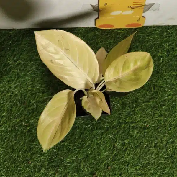 Aglaonema Yellow Majestic - Image 3