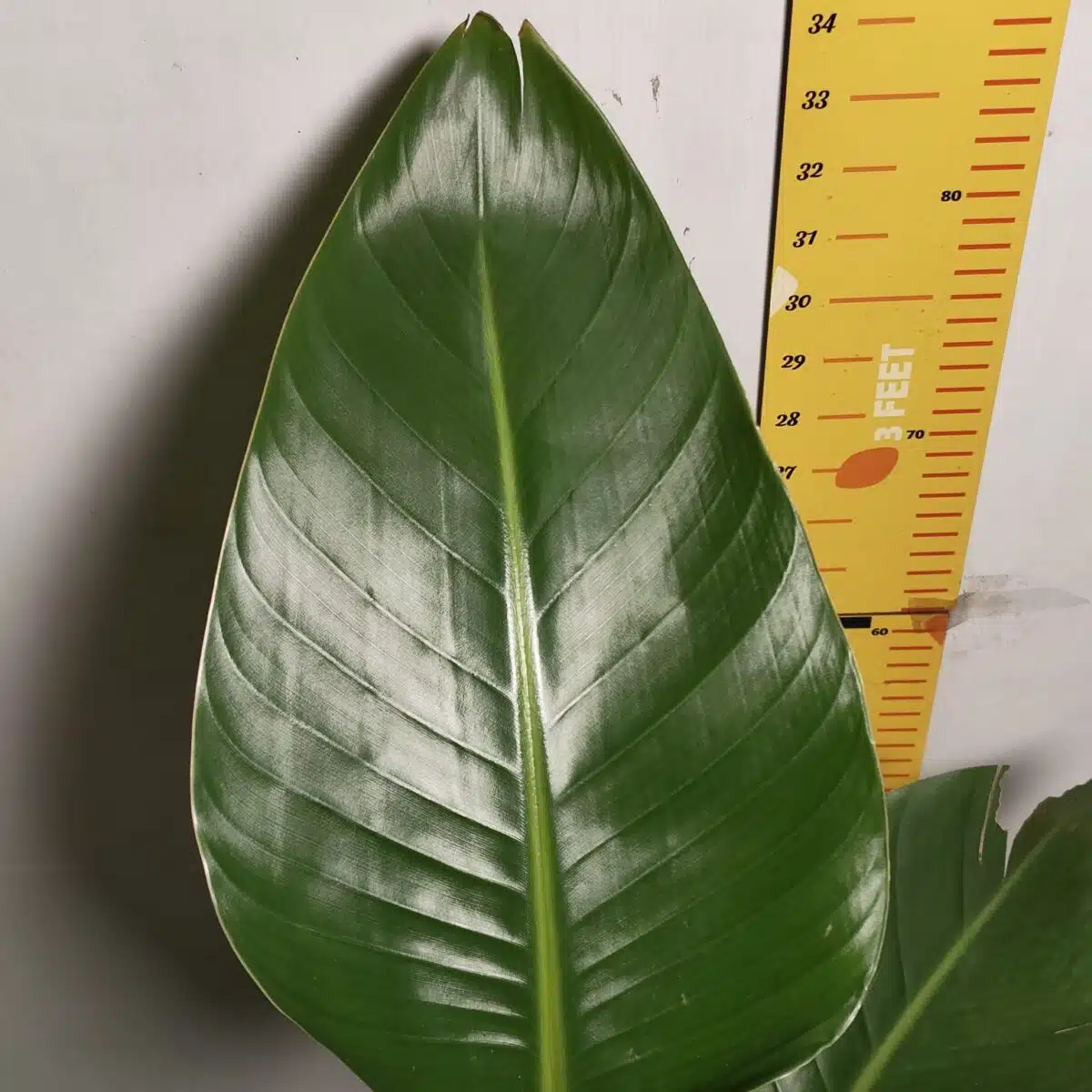 Bird of Paradise White (Strelitzia Nicolai) XL Size Plant - Image 11