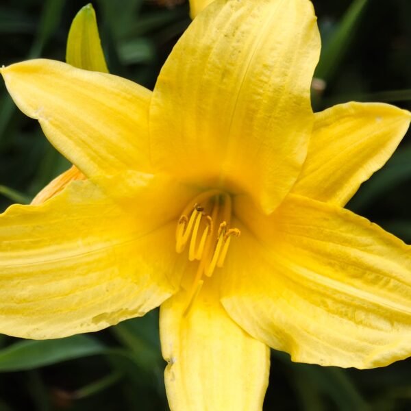 Hemerocallis 'Hyperion' highly fragrant - Image 8