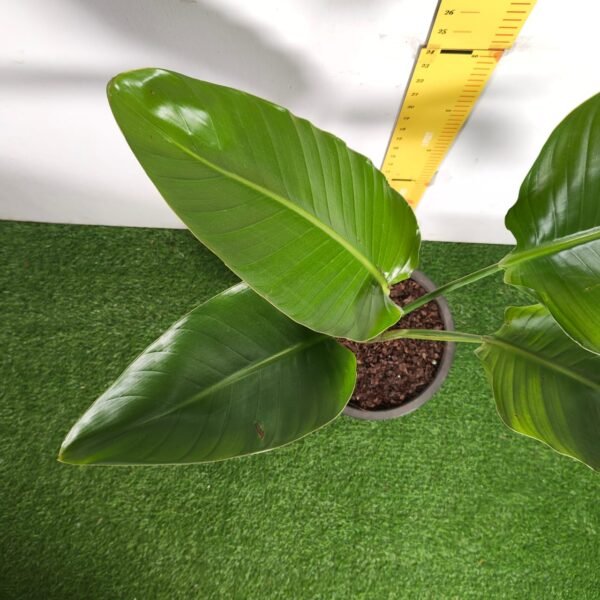 Bird of Paradise White (Strelitzia Nicolai) XL Size Plant - Image 8