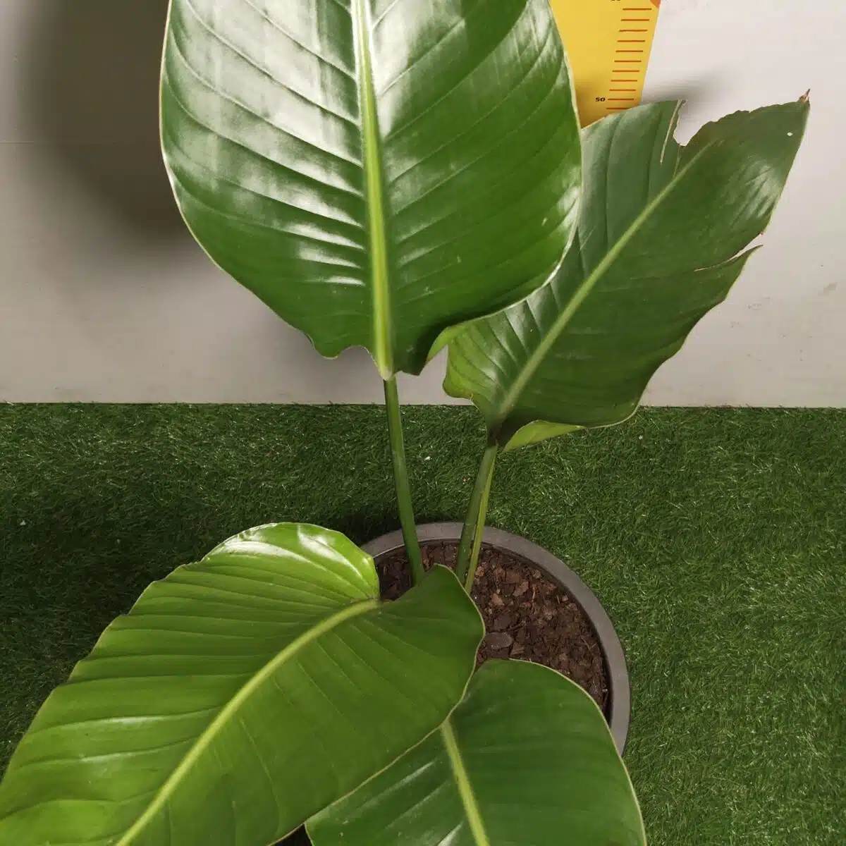 Bird of Paradise White (Strelitzia Nicolai) XL Size Plant - Image 9