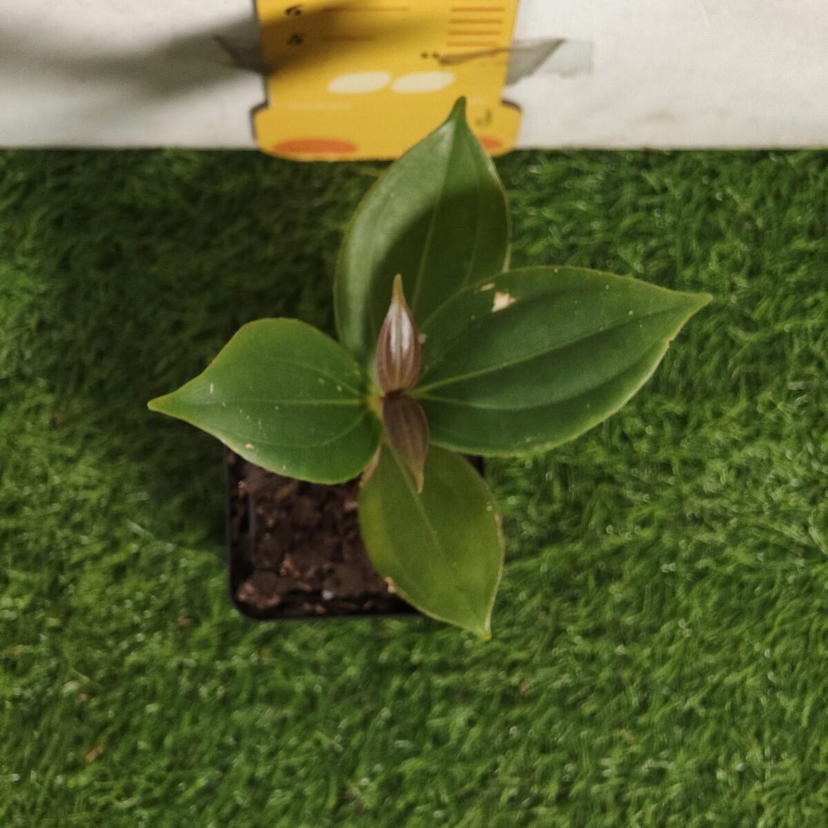 Medinilla Myriantha - Image 3