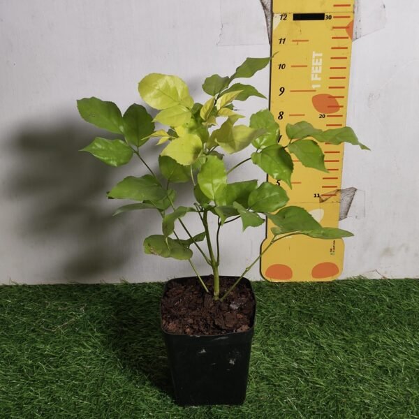 Radermachera Sinica Golden (China Doll) - Image 6