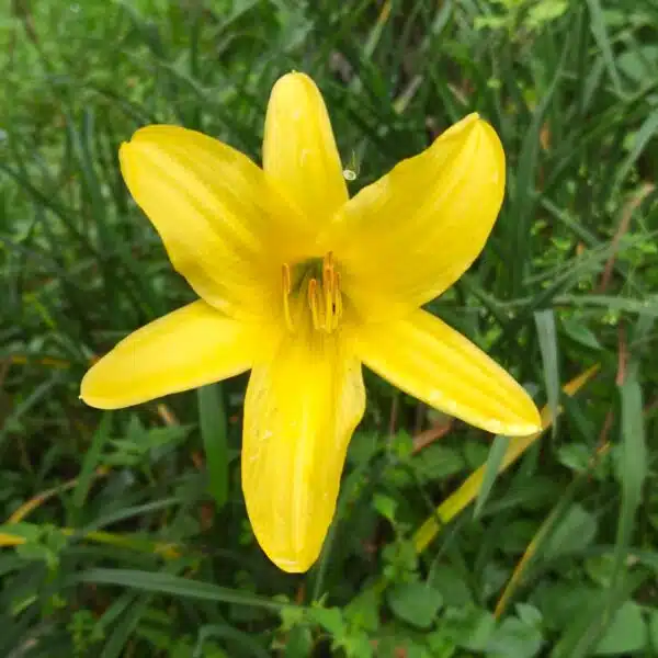 Hemerocallis lilioasphodelus (Lemon Day Lily tall Yellow) - Image 3