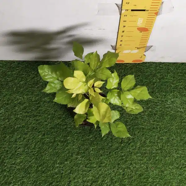 Radermachera Sinica Golden (China Doll) - Image 3