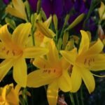 Hemerocallis lilioasphodelus (Lemon Day Lily tall Yellow)
