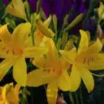 Hemerocallis lilioasphodelus (Lemon Day Lily tall Yellow)