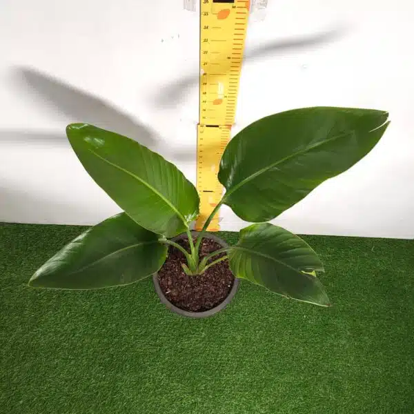 Bird of Paradise White (Strelitzia Nicolai) XL Size Plant - Image 5