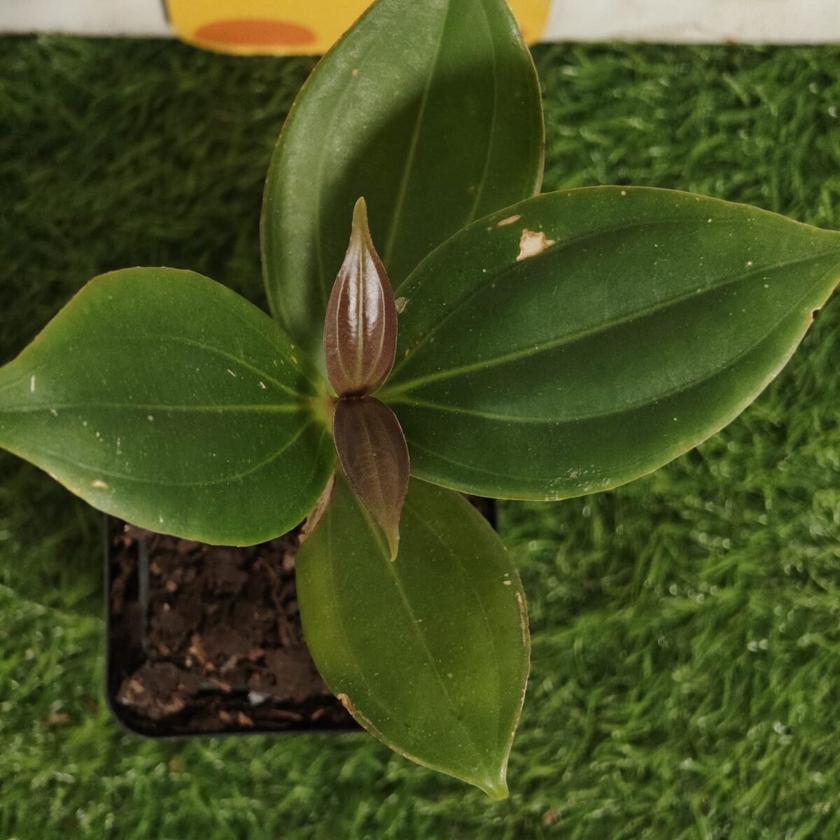 Medinilla Myriantha - Image 4