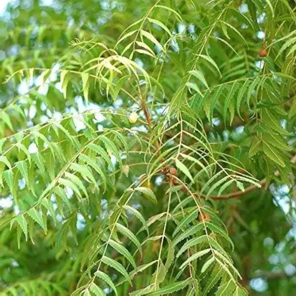 Neem Tree (Azadirachta Indica) - Image 3