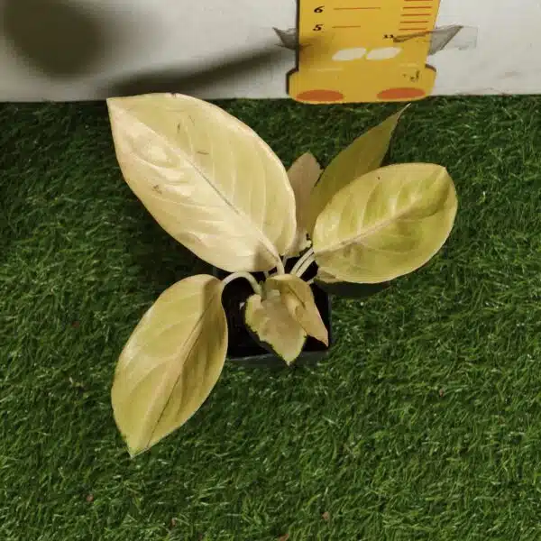 Aglaonema Yellow Majestic - Image 2