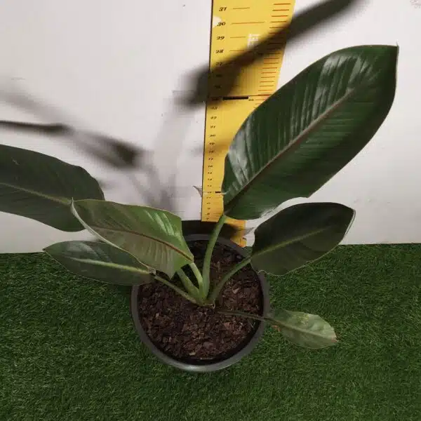 Bird of Paradise Orange (Strelitzia Reginae) XL Size Plant - Image 12