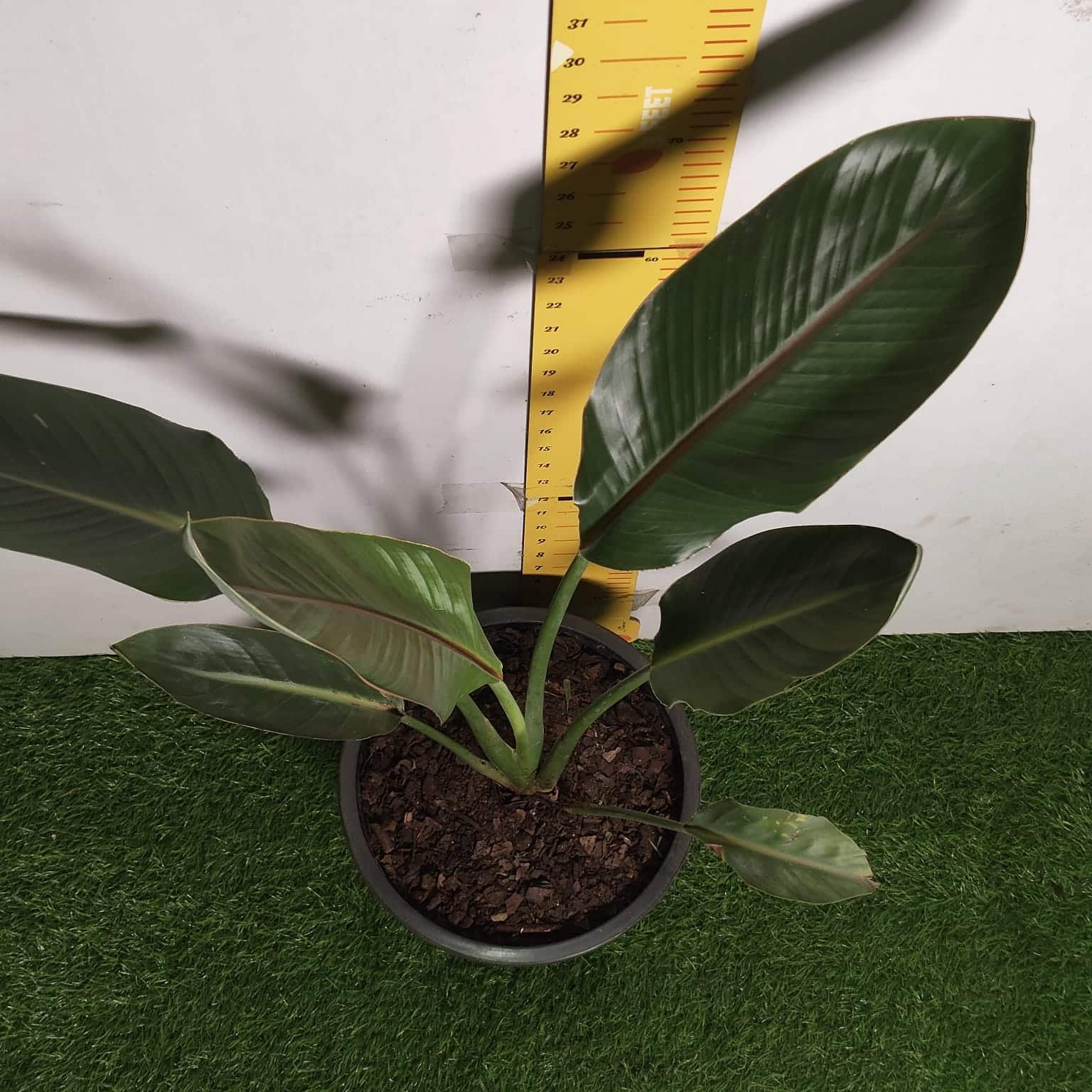 d50c84ab-6536-429d-b998-b491d3830ae5 Bird of Paradise Orange (Strelitzia Reginae) XL Size Plant - Image 12
