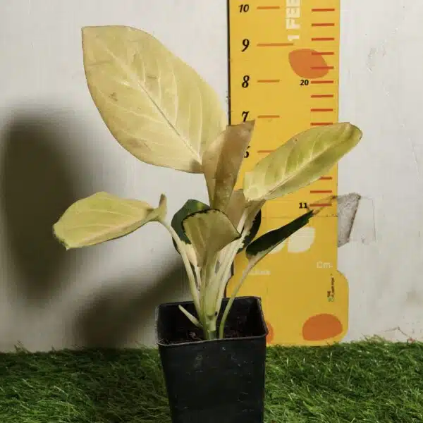 Aglaonema Yellow Majestic