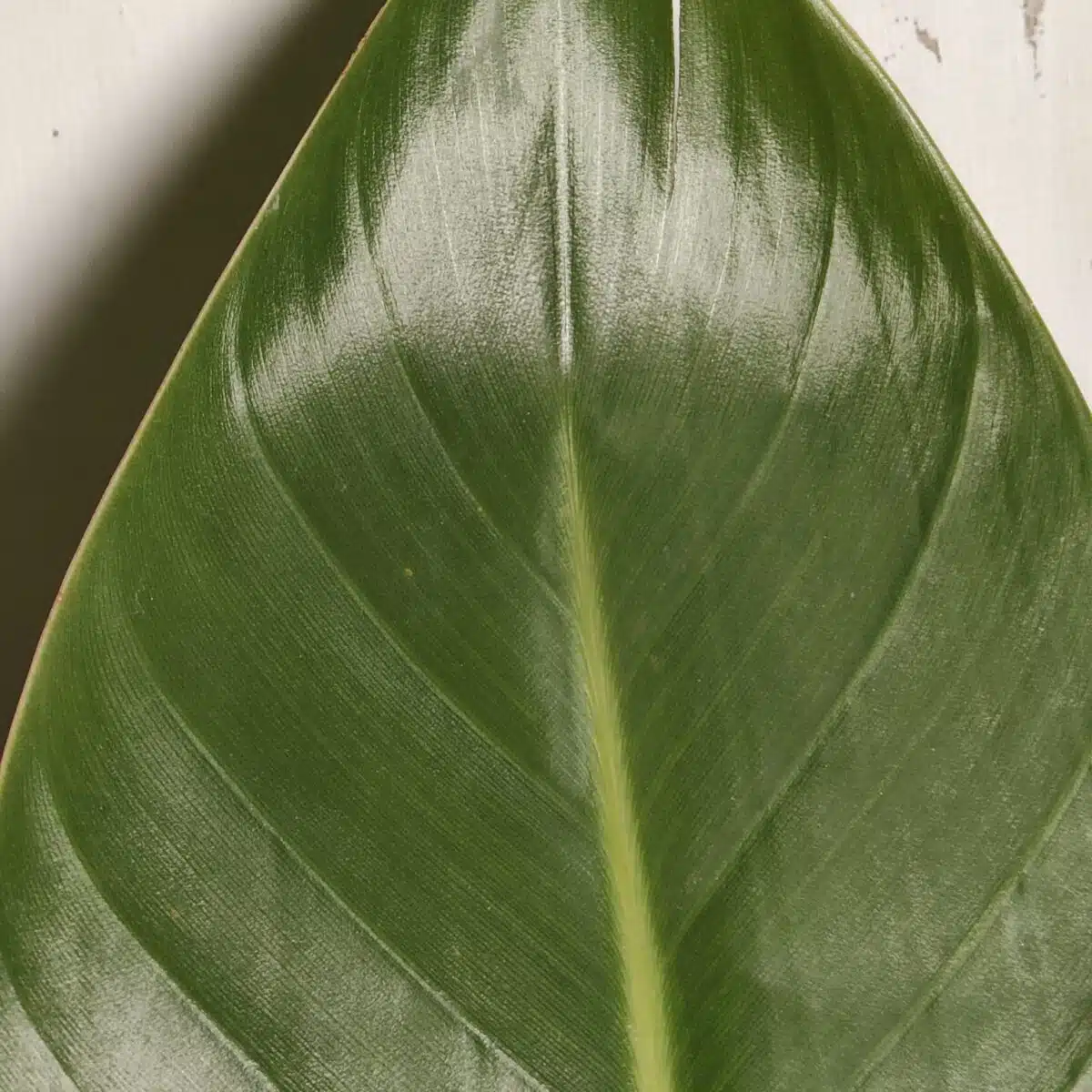 Bird of Paradise White (Strelitzia Nicolai) XL Size Plant - Image 13