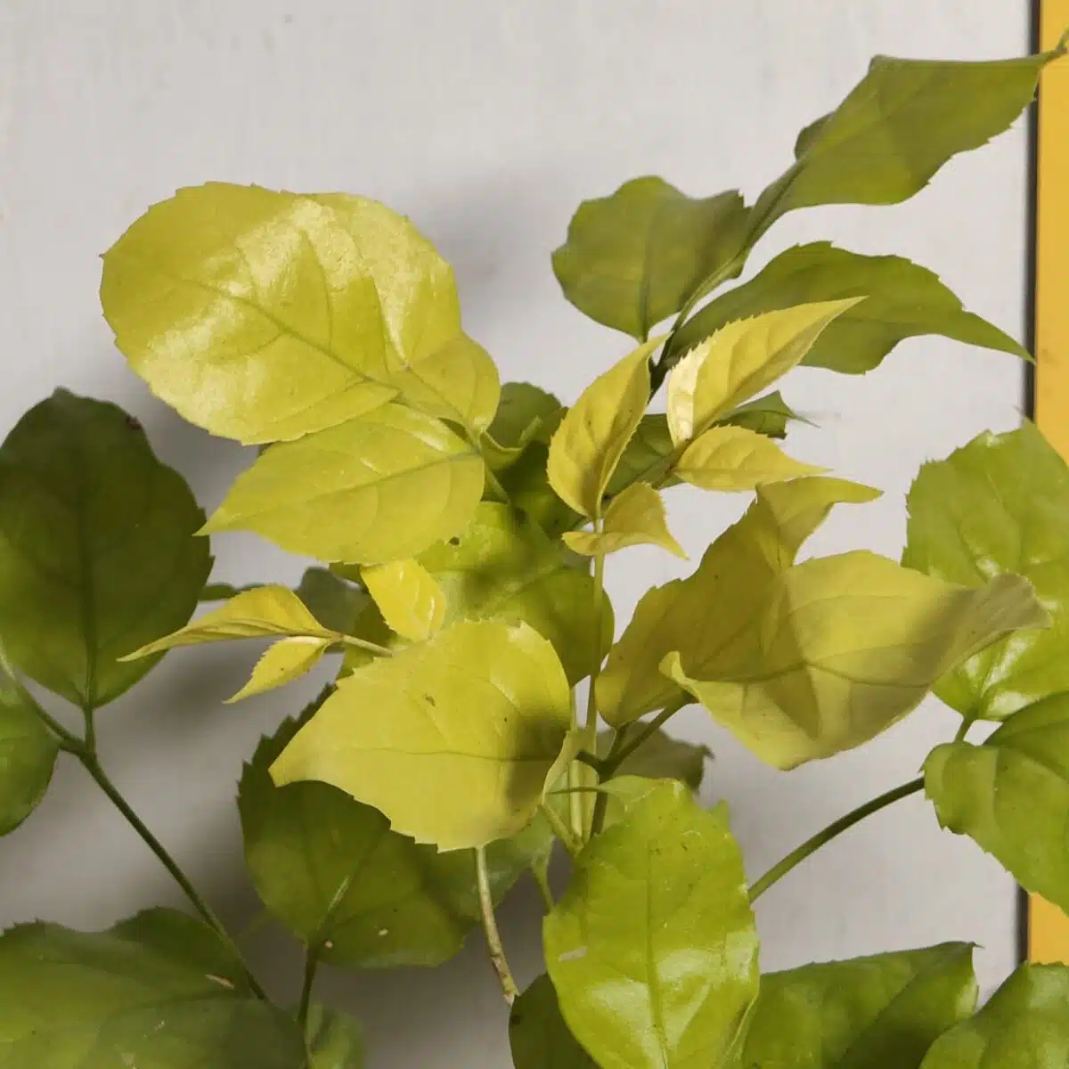 Radermachera Sinica Golden (China Doll) - Image 7