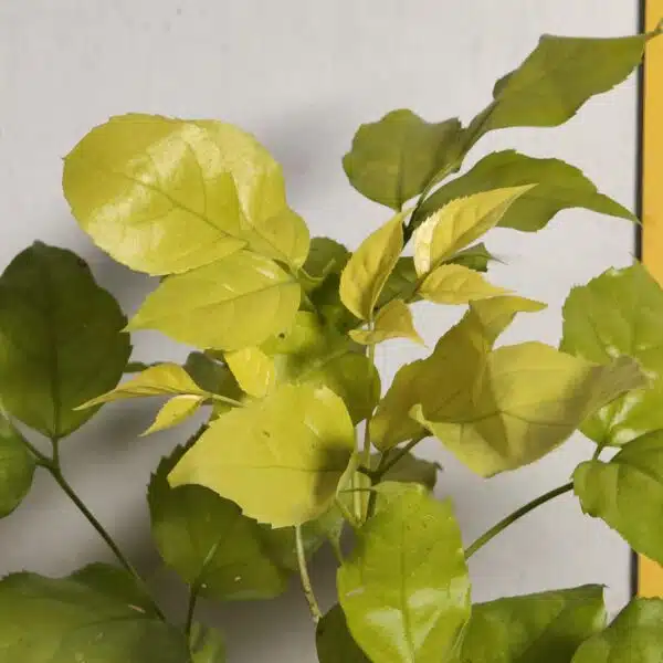 Radermachera Sinica Golden (China Doll) - Image 7