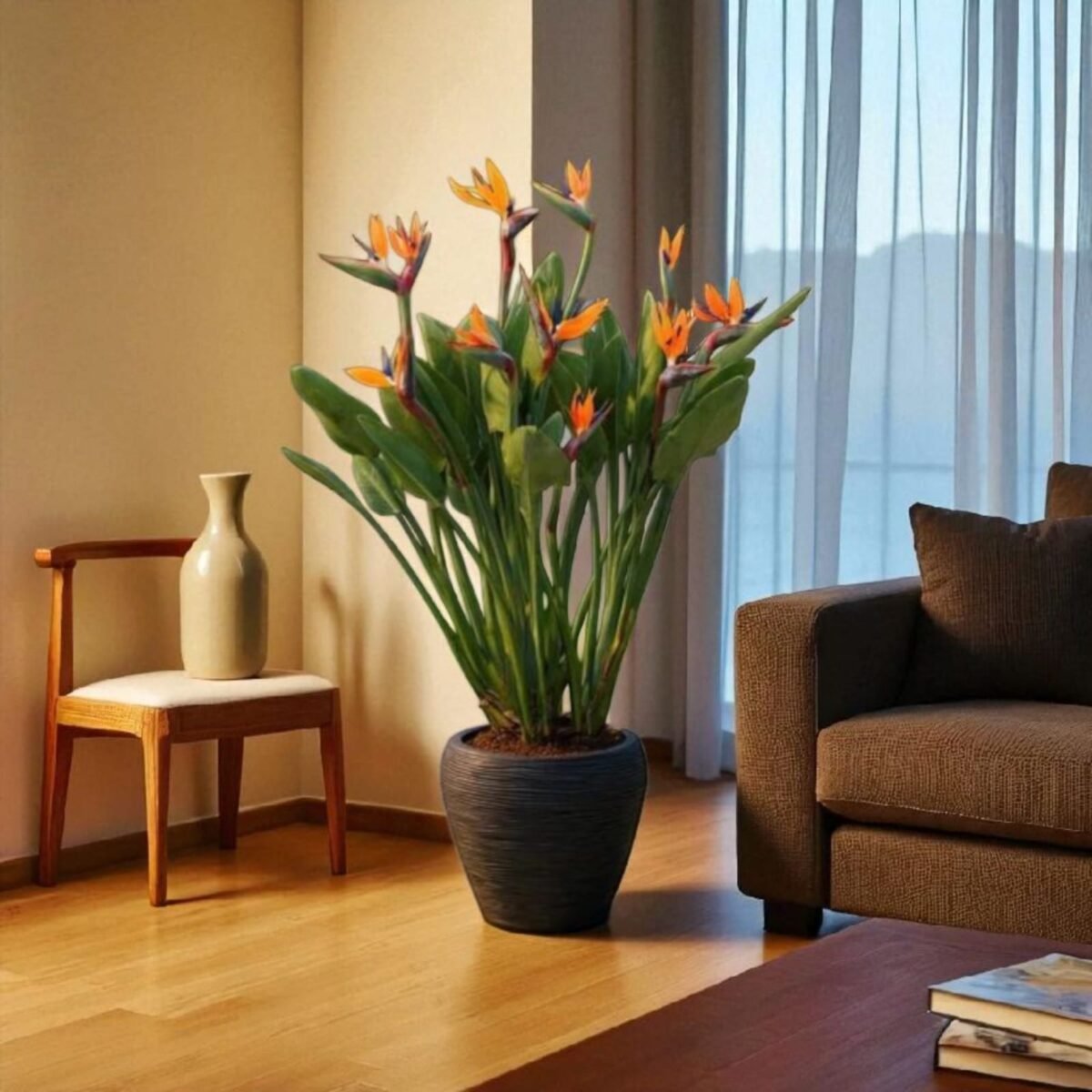 Bird of Paradise Orange (Strelitzia Reginae) XL Size Plant - Image 1