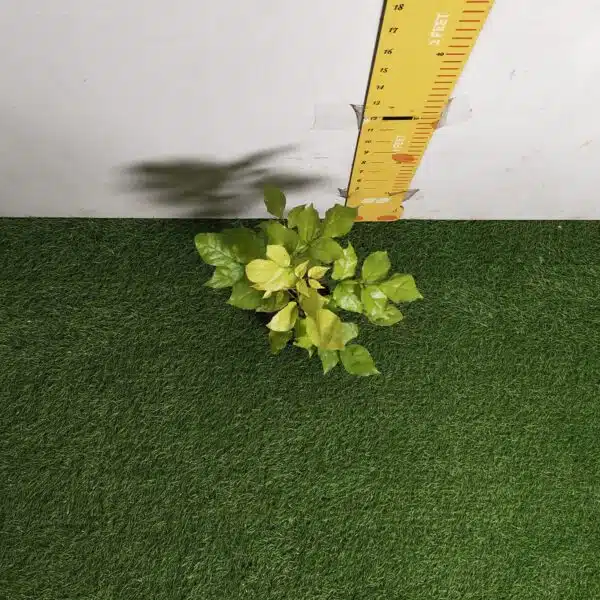 Radermachera Sinica Golden (China Doll) - Image 2