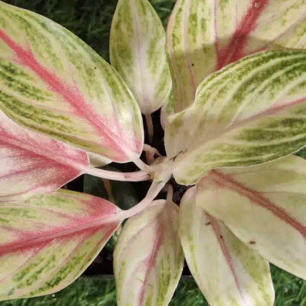 Aglaonema Pink Panama - Image 9