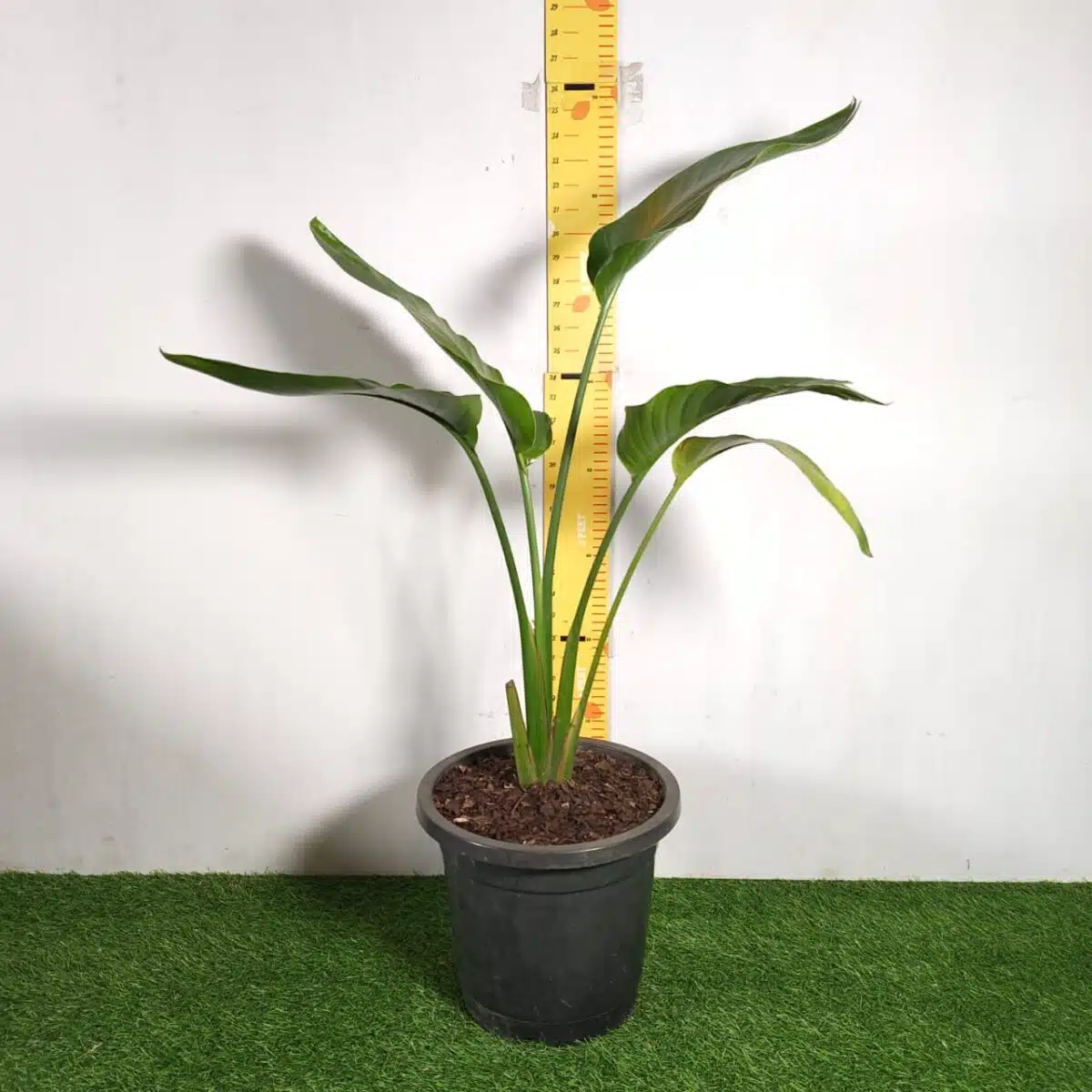 Bird of Paradise White (Strelitzia Nicolai) XL Size Plant - Image 3