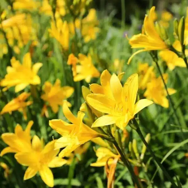 Hemerocallis lilioasphodelus (Lemon Day Lily tall Yellow) - Image 2