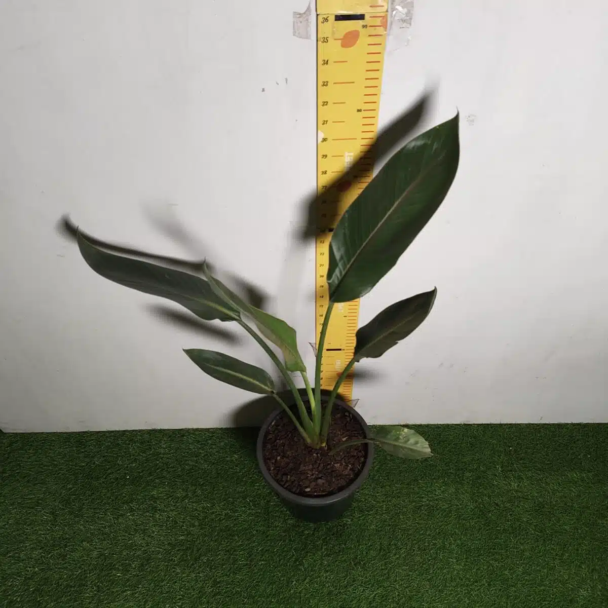 Bird of Paradise Orange (Strelitzia Reginae) XL Size Plant - Image 7