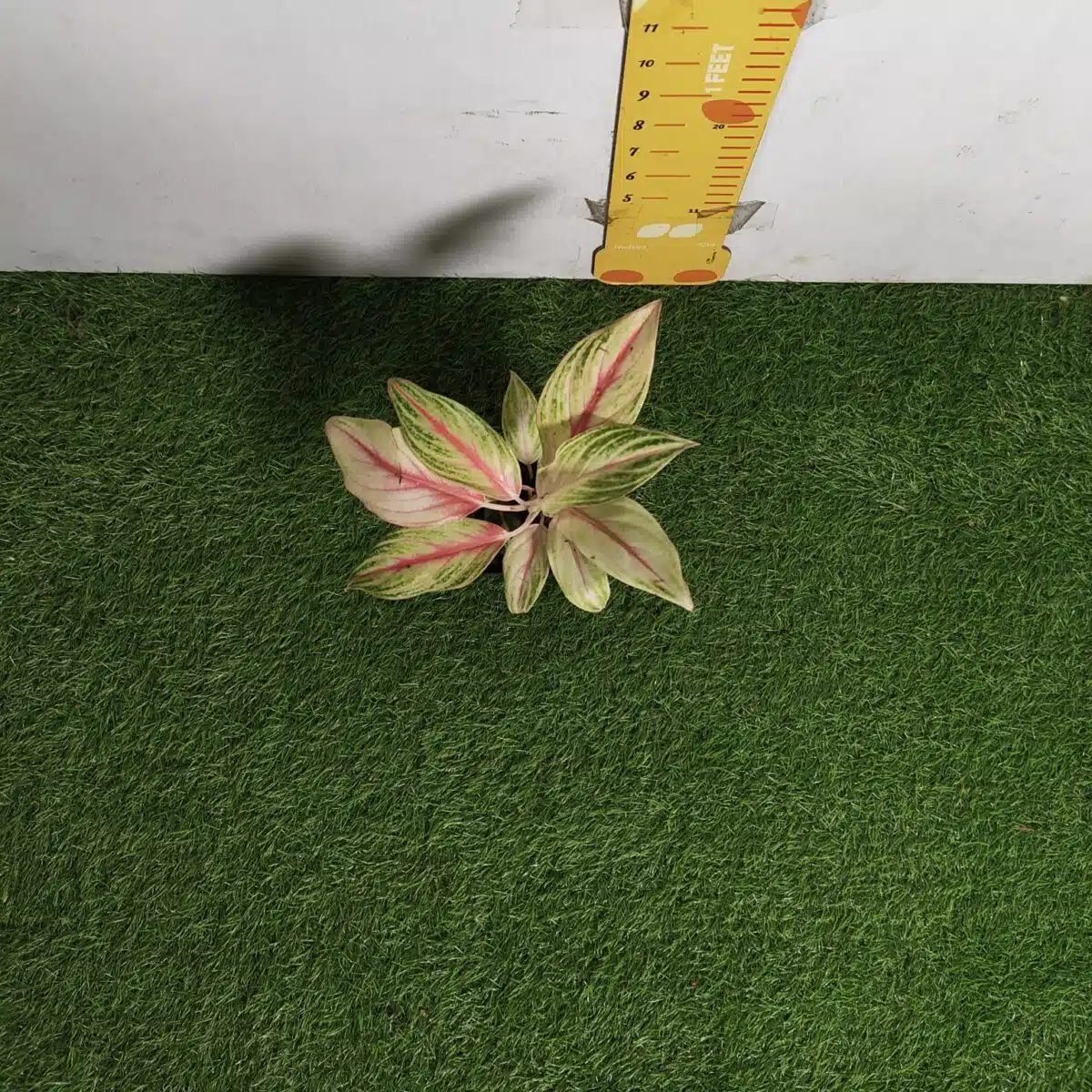 Aglaonema Pink Panama - Image 6