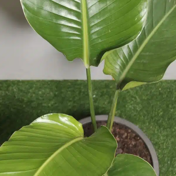 Bird of Paradise White (Strelitzia Nicolai) XL Size Plant - Image 10