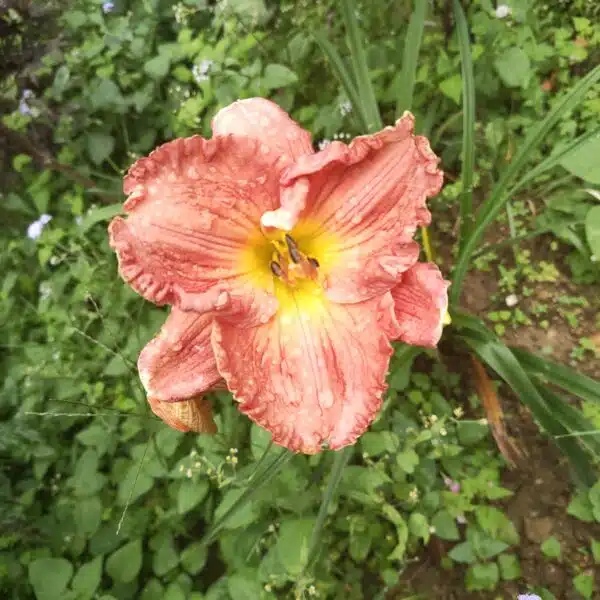 Hemerocallis ×hybrida (Day Lily) - Image 3