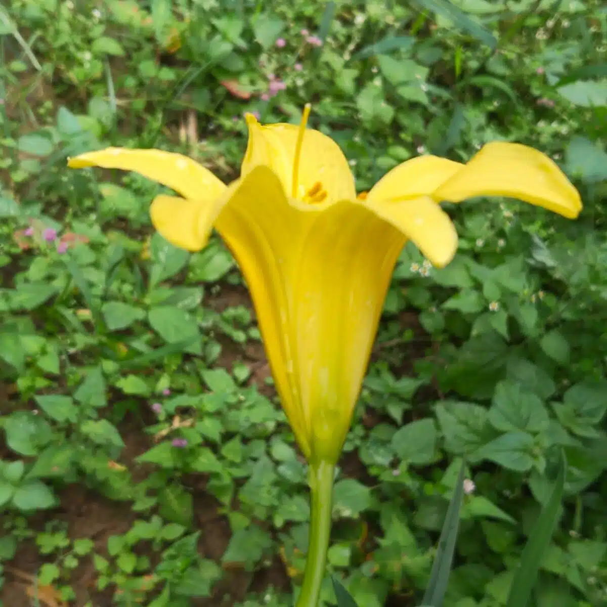 Hemerocallis lilioasphodelus (Lemon Day Lily tall Yellow) - PlantsHub