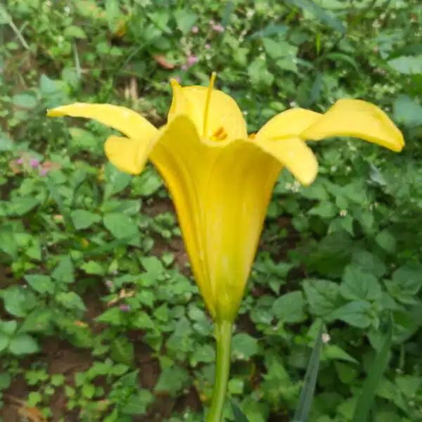 Hemerocallis lilioasphodelus (Lemon Day Lily tall Yellow) - Image 9